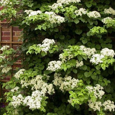 Черешковая в Мурманске