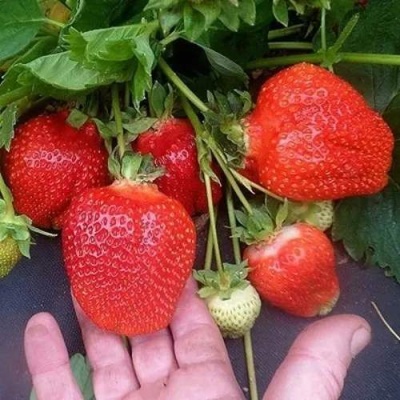 Клубника АЗИЯ в Мурманске