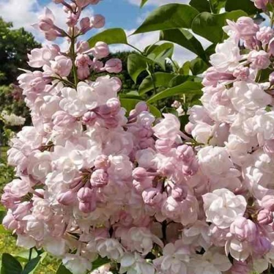 Сирень КРАСАВИЦА МОСКВЫ в Мурманске