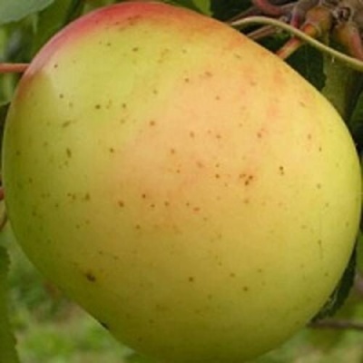 Яблоня БАНАНОВОЕ в Мурманске