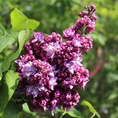 Сирень МАРШАЛ МАЛИНОВСКИЙ в Мурманске