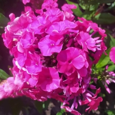 Флокс БАМБИНИ ДИЗАЙР метельчатый в Мурманске