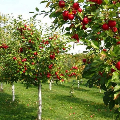 Плодовые деревья в Мурманске
