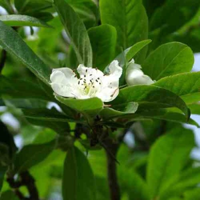 МУШМУЛА  в Мурманске