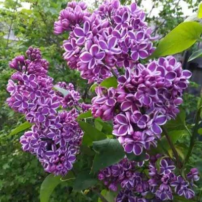 Сирень СЕНСАЦИЯ в Мурманске