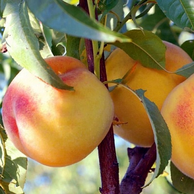 Персики в Мурманске