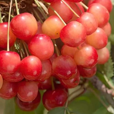 Черешня ЮЛИЯ в Мурманске