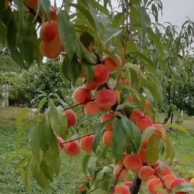 Персик ВУЛКАН в Мурманске