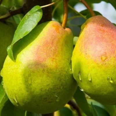Груша ФЛЕЙТА в Мурманске
