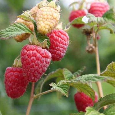 Малина МОЛЛИНГ ДЖУНО в Мурманске