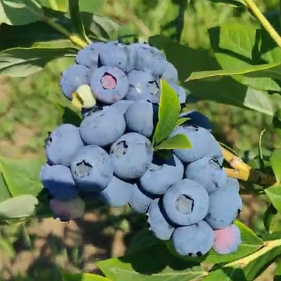 Голубика МЕГАС БЛЮ в Мурманске