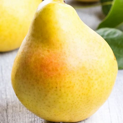 Желтая в Мурманске