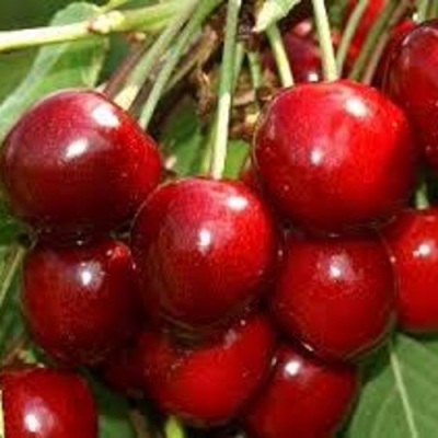 Черешня МИНЧАНКА в Мурманске
