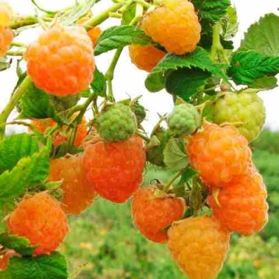 Малина ЗОЛОТЫЕ КУПОЛА в Мурманске
