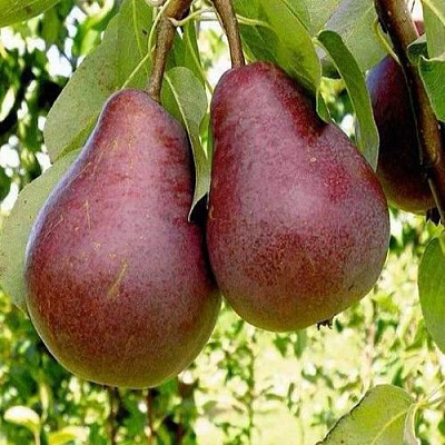 Красная в Мурманске