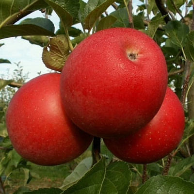 Яблоня БОГЕМИЯ в Мурманске