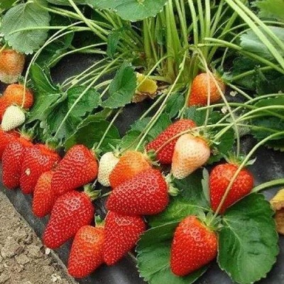 Клубника РОКСАНА в Мурманске
