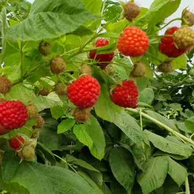 Малина КВЕЛЛИ в Мурманске
