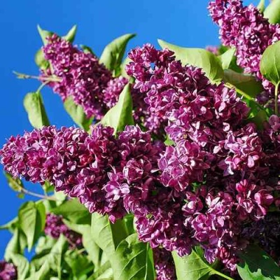 Сирень ЧАРЛЬЗ ДЖОЛИ в Мурманске