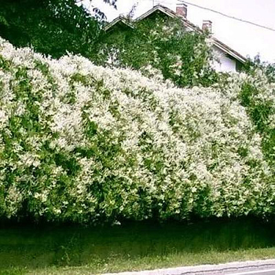 Фаллопия в Мурманске