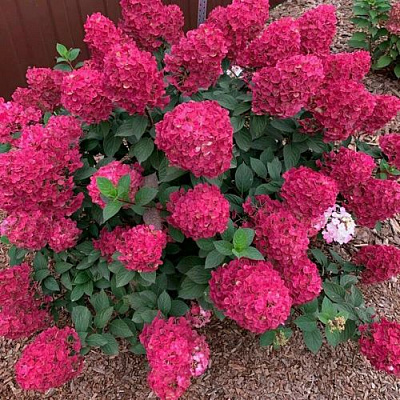 Красная  в Мурманске