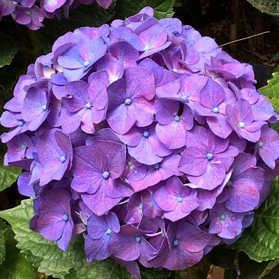 Фиолетовая в Мурманске