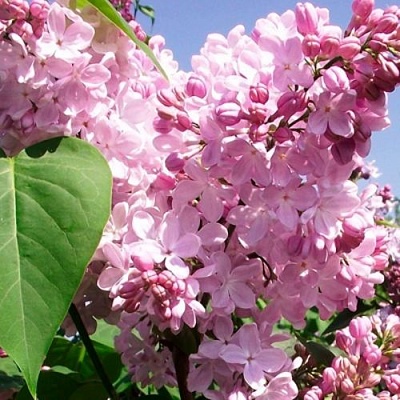 Сирень АДЕЛИНА в Мурманске