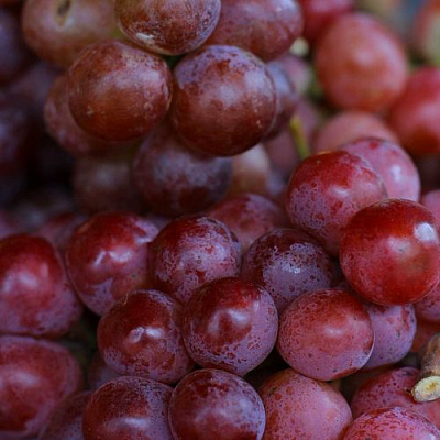 Красный в Мурманске