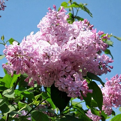 Сирень БУФФОН в Мурманске