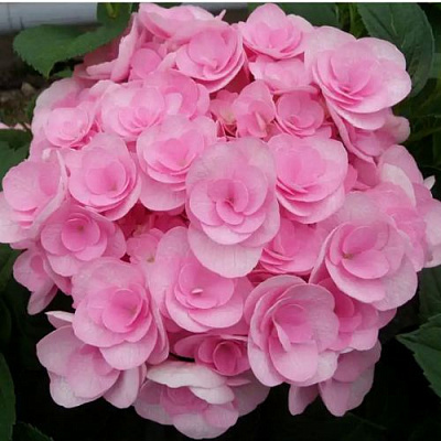 Махровая в Мурманске