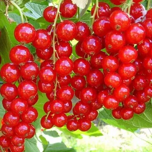 Смородина красная ФЕРТОДИ в Мурманске