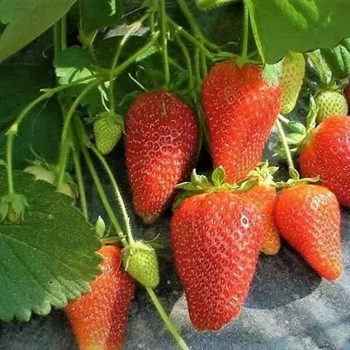Клубника РОКСАНА в Мурманске