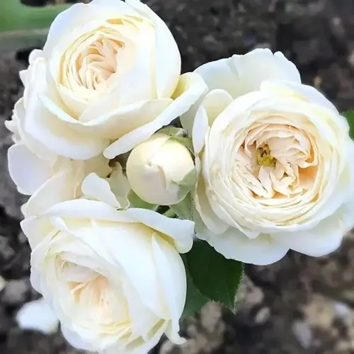 Роза АРТЕМИС шраб в Мурманске