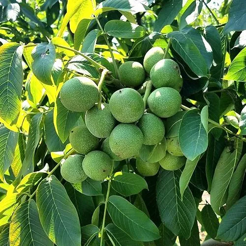 Грецкий орех  ИЗЯЩНЫЙ в Мурманске