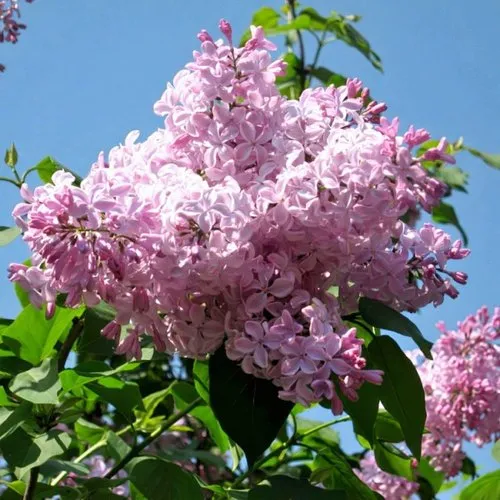 Сирень БУФФОН в Мурманске